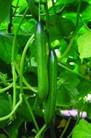 Седек Огурец Вивальди F1  3шт