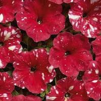 НК Петуния Красный леопард F1 5 шт 