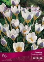 Крокус Ботанический Блу Берд (5/7) 10шт.