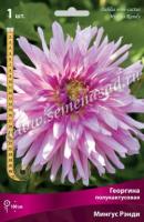 Георгина полукактусовая Мингус Рэнди (I) 1 шт