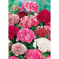 PROROST Гвоздика турецкая махровая смесь окрасок 0,2г