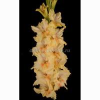 Гладиолус Крупноцветковые "Российская селекция" Лунная Походка 12+ 5 шт 