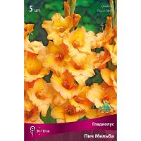 Гладиолус Крупноцветковае Пич Мельба (12/14) 5 шт 