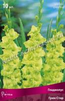 Гладиолус Крупноцветковый Грин Стар (10/12) 10 шт