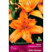 Лилия Азиатская махровая Дабл Ориндж (14/16) 2 шт