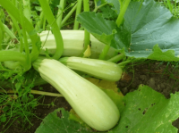 PROROST XXXL Кабачок Грибовские 37 10г