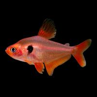 Рыба Минор (Hyphessobrycon serpae)