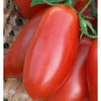 Beio Фермерская Томат Торквей F1 1000шт