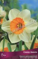 Нарцисс Крупнокорончатый Семпре Аванти (кремово-белый с жёлто-оранжевой коронкой, 5шт, 12/14) 756125