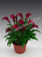 Калла Аллюр (14/16) 1шт 