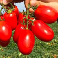 Томат Инсипит F1 1000 шт