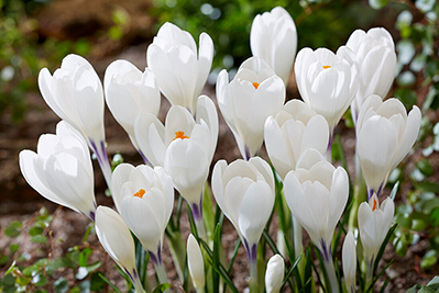 Крокус Крупноцветковый Айс Квин (белый) 10шт 7/8 833041