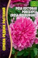 Редкие растения Роза кустовая Роксбурга 10ш