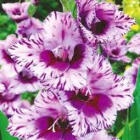 Гладиолус Пассос 12-14/К 5шт