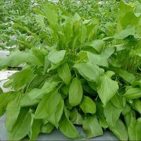 PROROST XXXL Щавель Бельвильский 5г