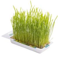 Лакомство для кошек Травка ячмень лоток 40гр Лакомство для кошек Травка ячмень лоток 40гр