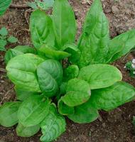 PROROST XXXL Щавель Чемпион 5г