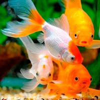 Золотая рыбка (ассорти) S