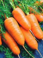 PROROST XXXL Морковь Шантенэ 2461 10г