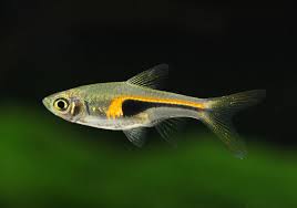 Рыба Расбора Бригитта