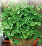 PROROST XXXL Петрушка листовая Бутербродная 20г