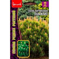 Редкие растения Сосна карликовая Пумилио 10 шт