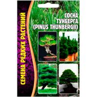 Сосна Тунберга (Pinus thunbergii) 10шт