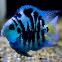 Рыба Попугай Сапфировый