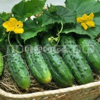 Огурец кречет F1 Огурец кречет F1