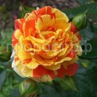 rosa_floribunda_papa_jina