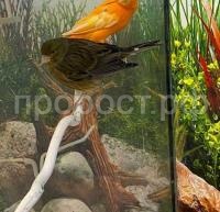 Птица Кенар стандарт мальчик