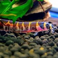 Акантофтальмус Акантофтальмус