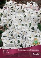 hionodoksa_lucilii_alba_kaper