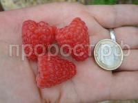 sort-maliny-ehnrosadira-3