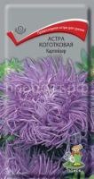 Астра коготковая Картейзер Астра коготковая Картейзер