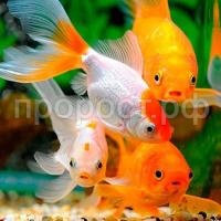 Золотая рыбка (ассорти) S
