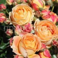 роза дольче в