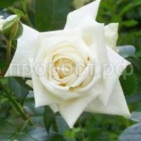 Без названия (5)