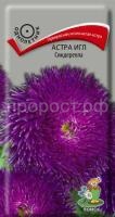 Астра игл Синдерелла