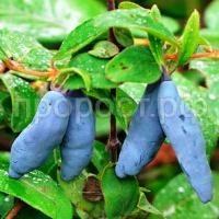 жимолость морена