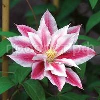 Clematis_Andromeda