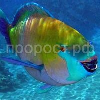 Попугай  Попугай