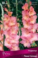 Гладиолус Пинк Соледо Гладиолус Пинк Соледо