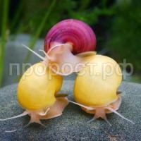 Ампулярия ассорти