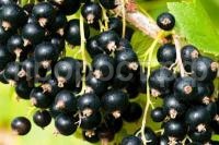 смородина черная 