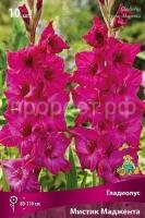 gladiolus-krupnotsvetkovyy-mistik-madzhenta gladiolus-krupnotsvetkovyy-mistik-madzhenta