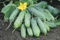 pasamonte_sg7030 pasamonte_sg7030