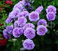 роза блю мун 1