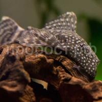 Рыба Анциструс обыкновенный S