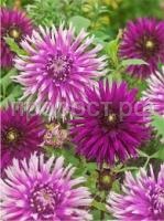 Без названия (1)